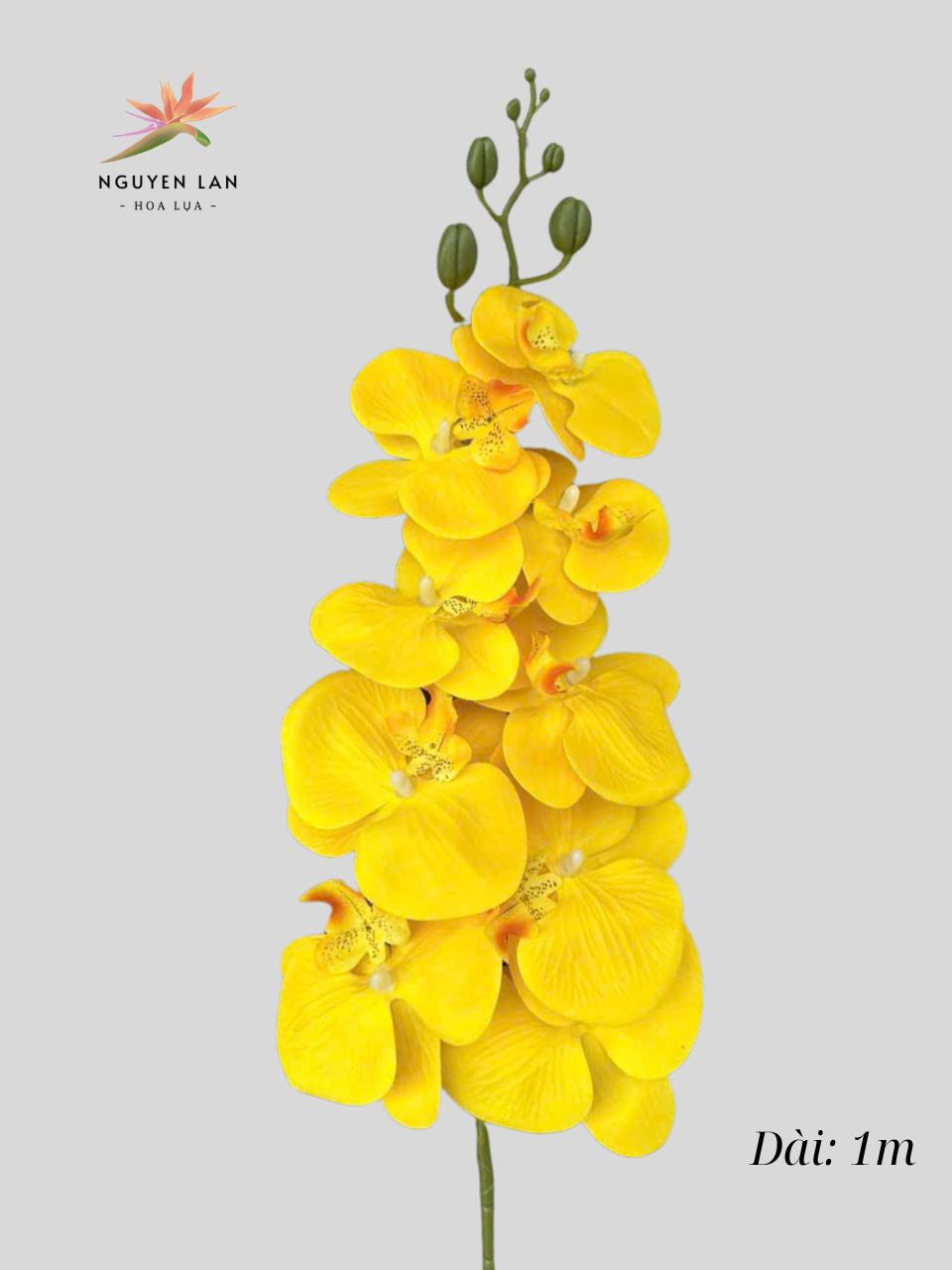 Lan Hồ Điệp 3D - Ảnh 14