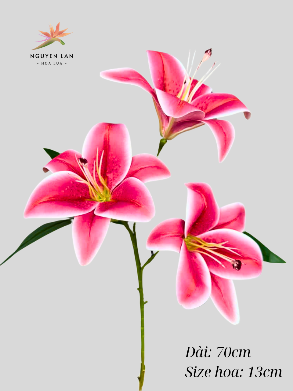Hoa Ly Cao Su - Ảnh 2