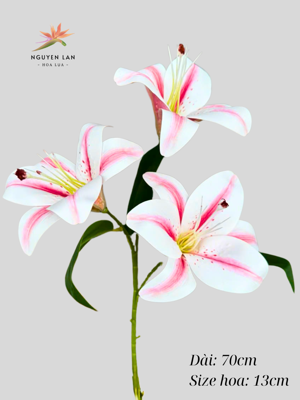 Hoa Ly Cao Su - Ảnh 5