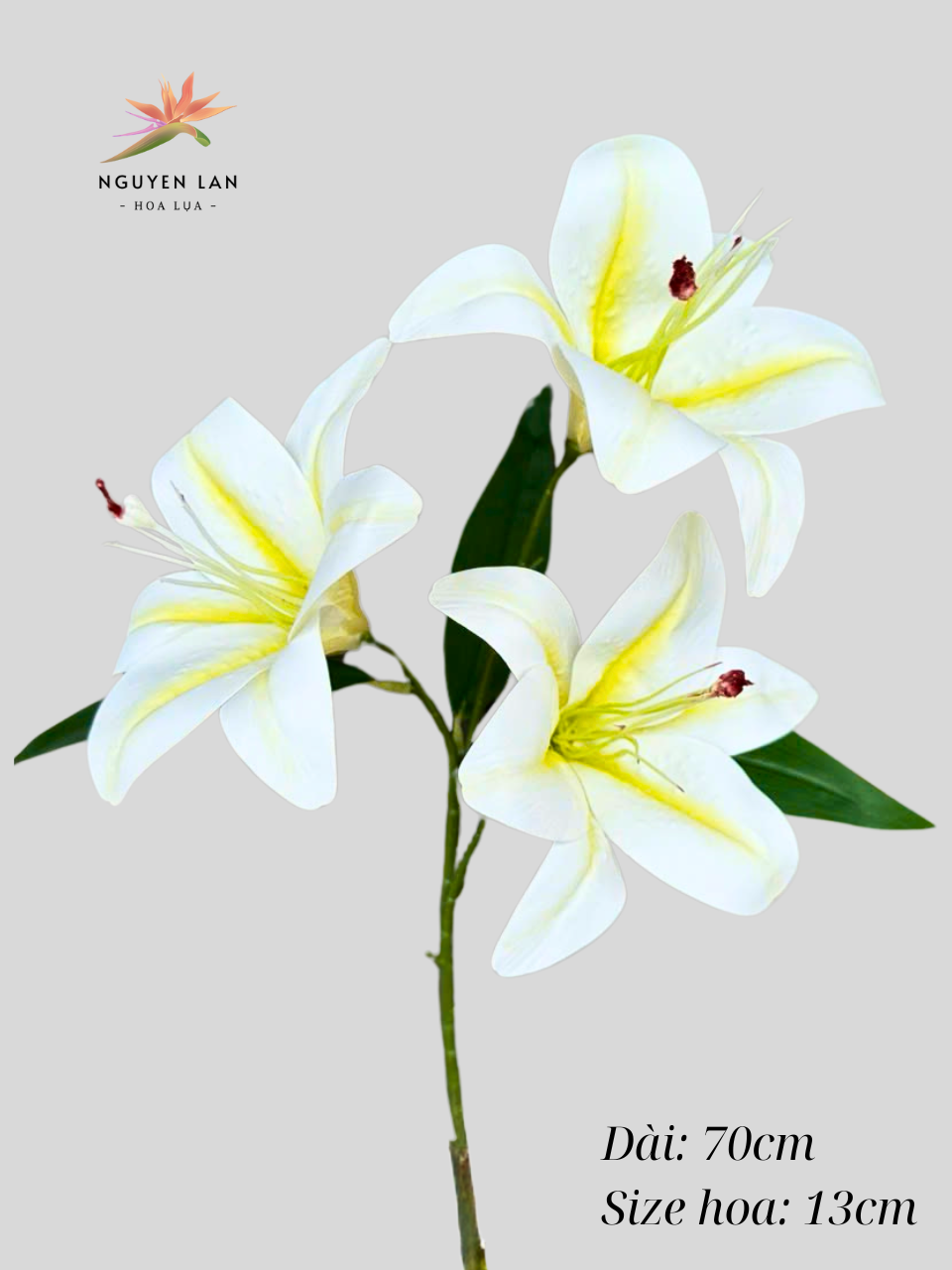 Hoa Ly Cao Su - Ảnh 4