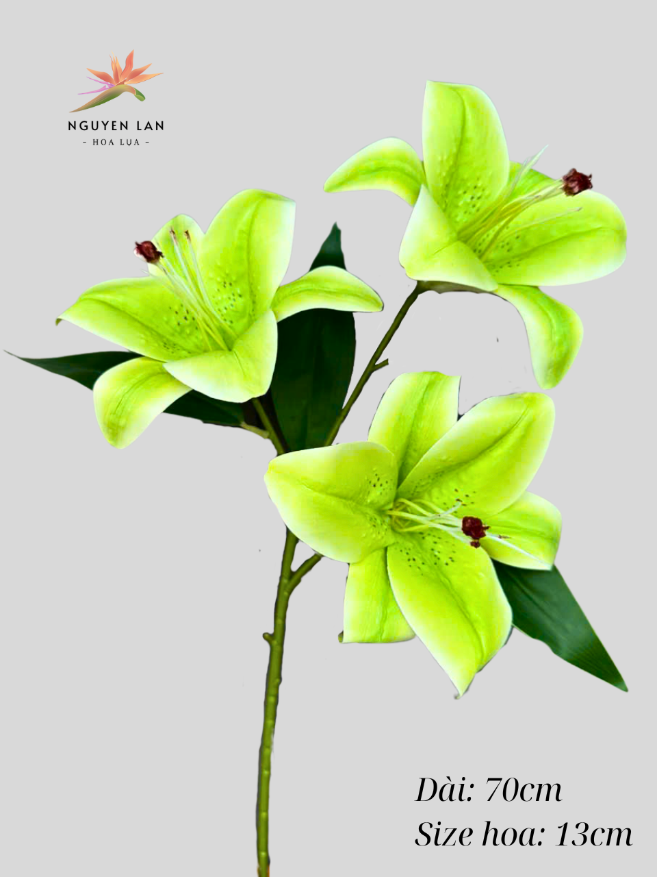 Hoa Ly Cao Su - Ảnh 9