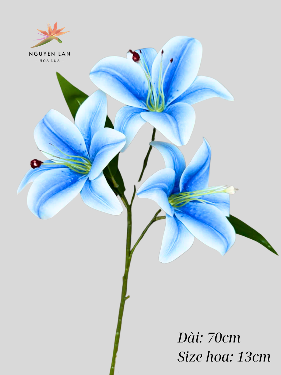 Hoa Ly Cao Su - Ảnh 10