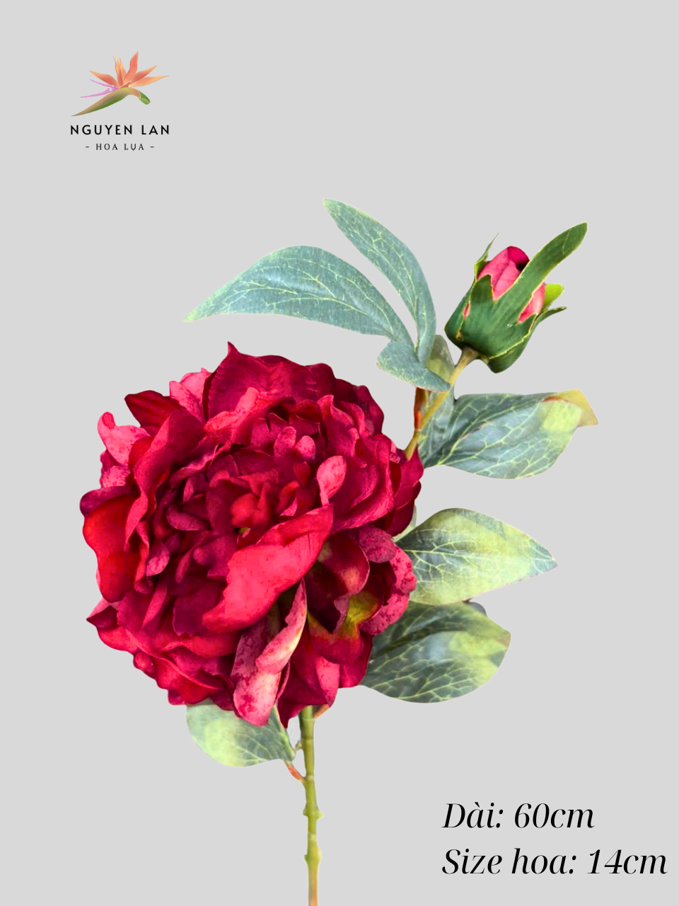 Mẫu đơn 3D - Ảnh 3