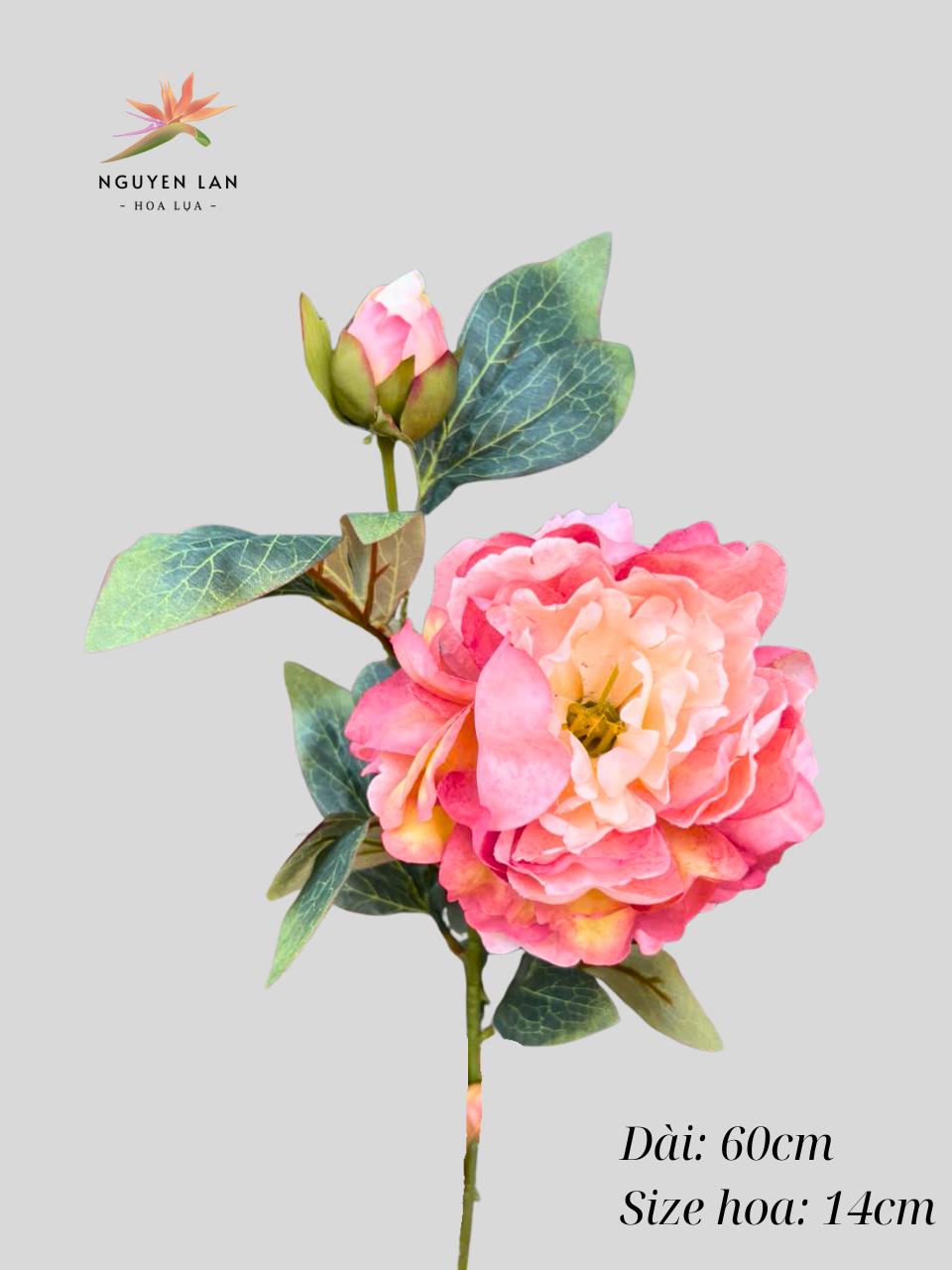 Mẫu đơn 3D - Ảnh 4