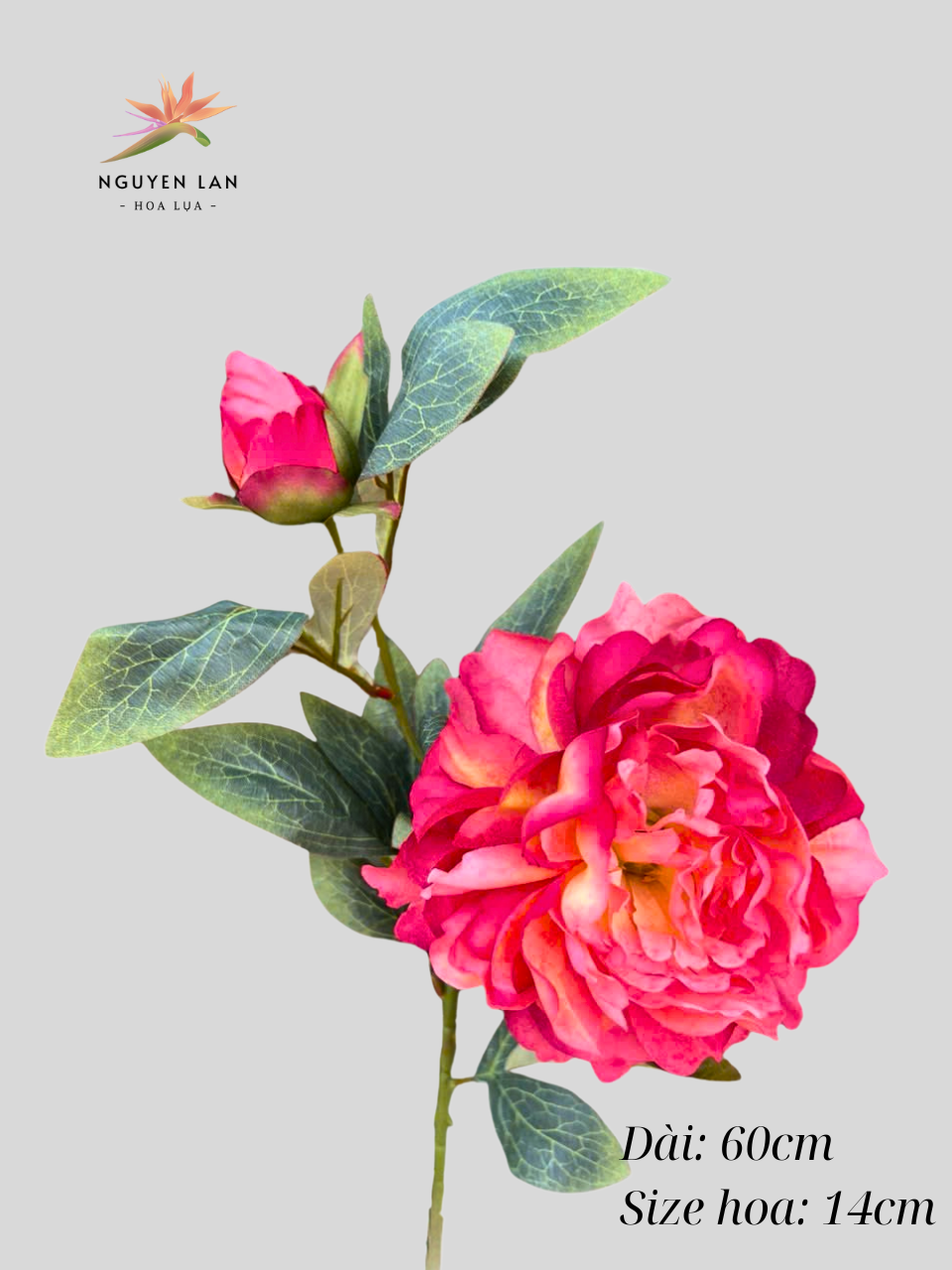 Mẫu đơn 3D - Ảnh 5