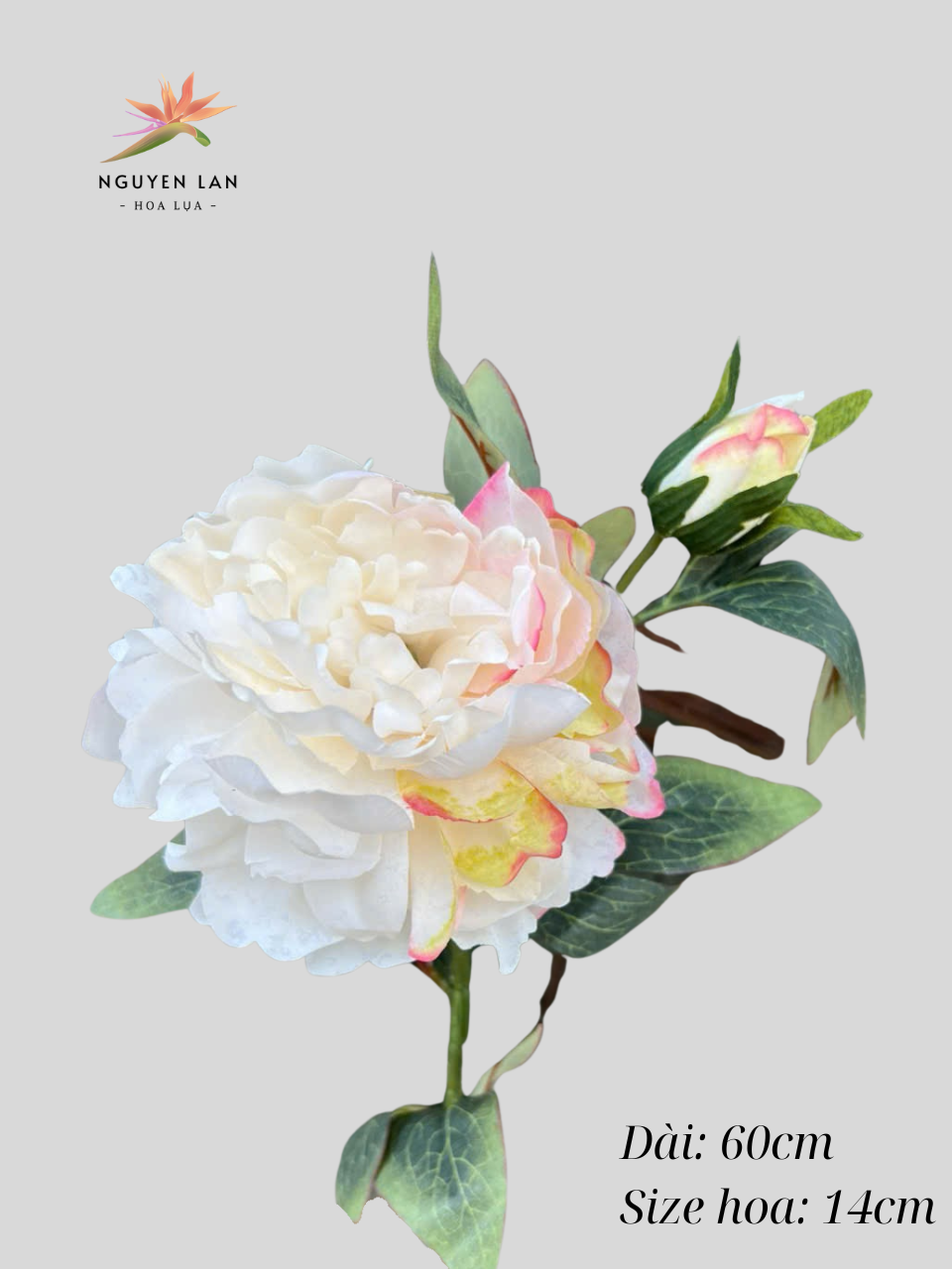 Mẫu đơn 3D - Ảnh 8