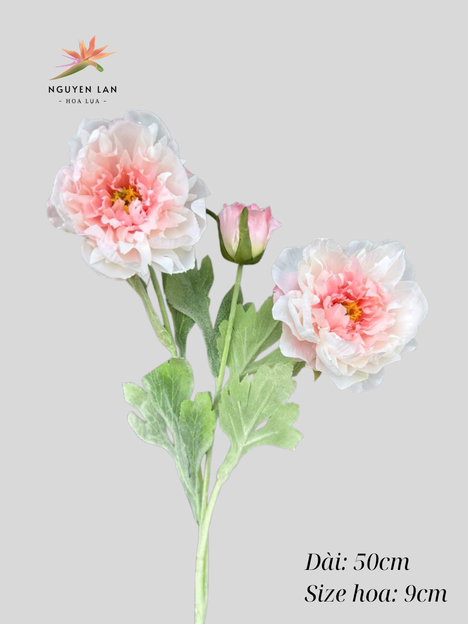 Mẫu đơn nhung - Ảnh 4