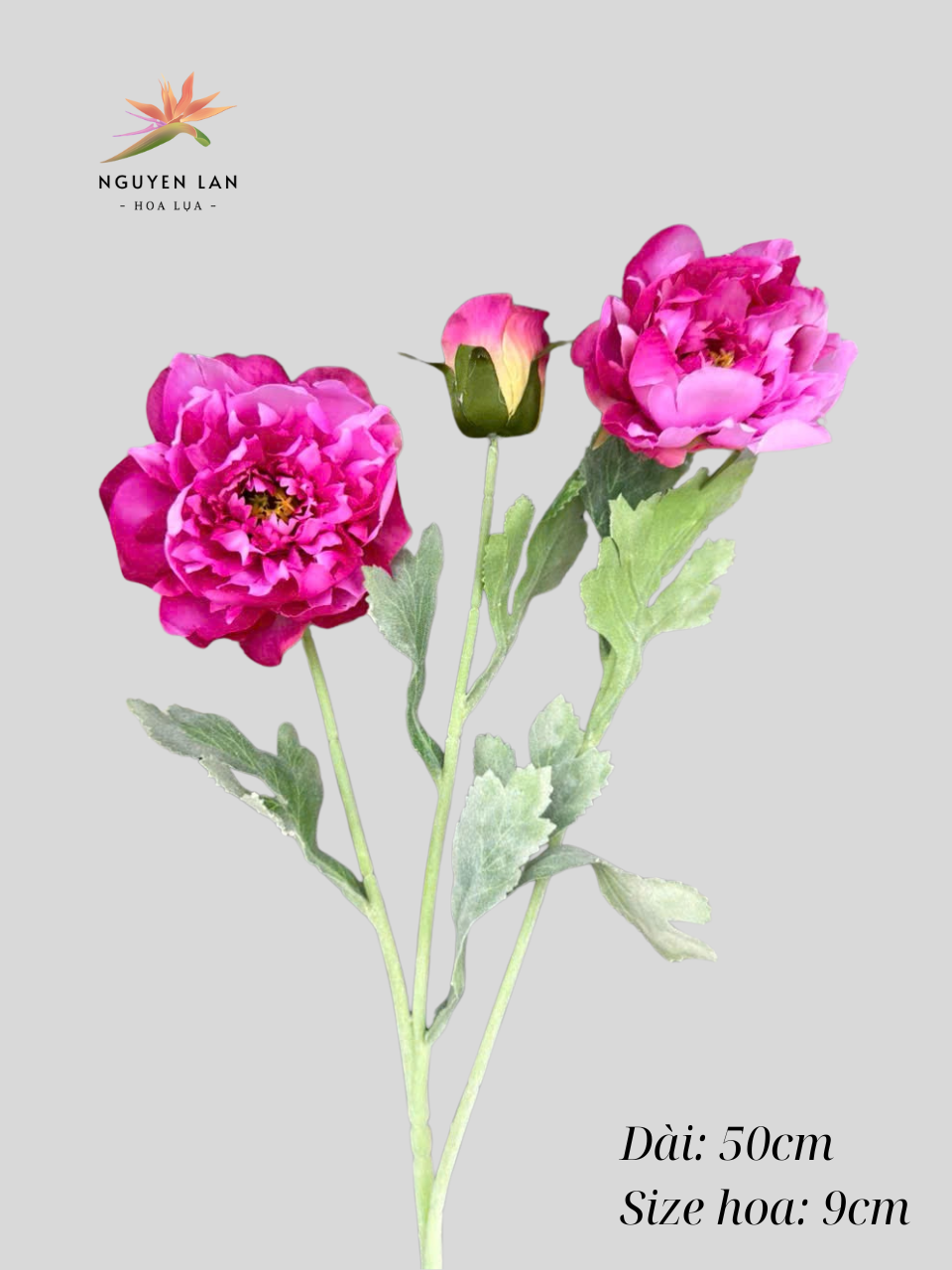 Mẫu đơn nhung - Ảnh 5