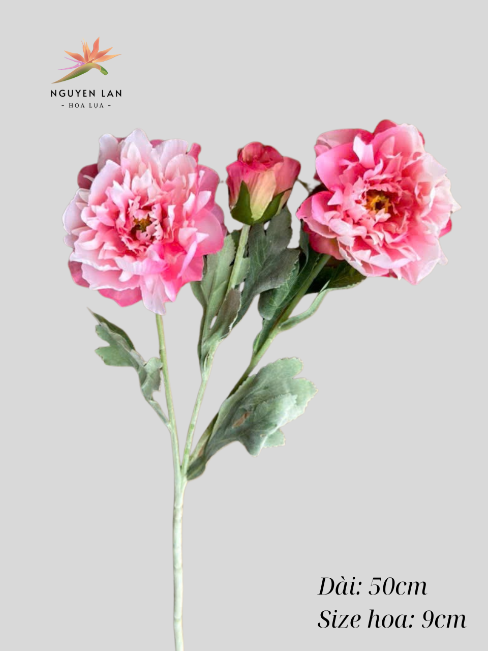 Mẫu đơn nhung - Ảnh 3
