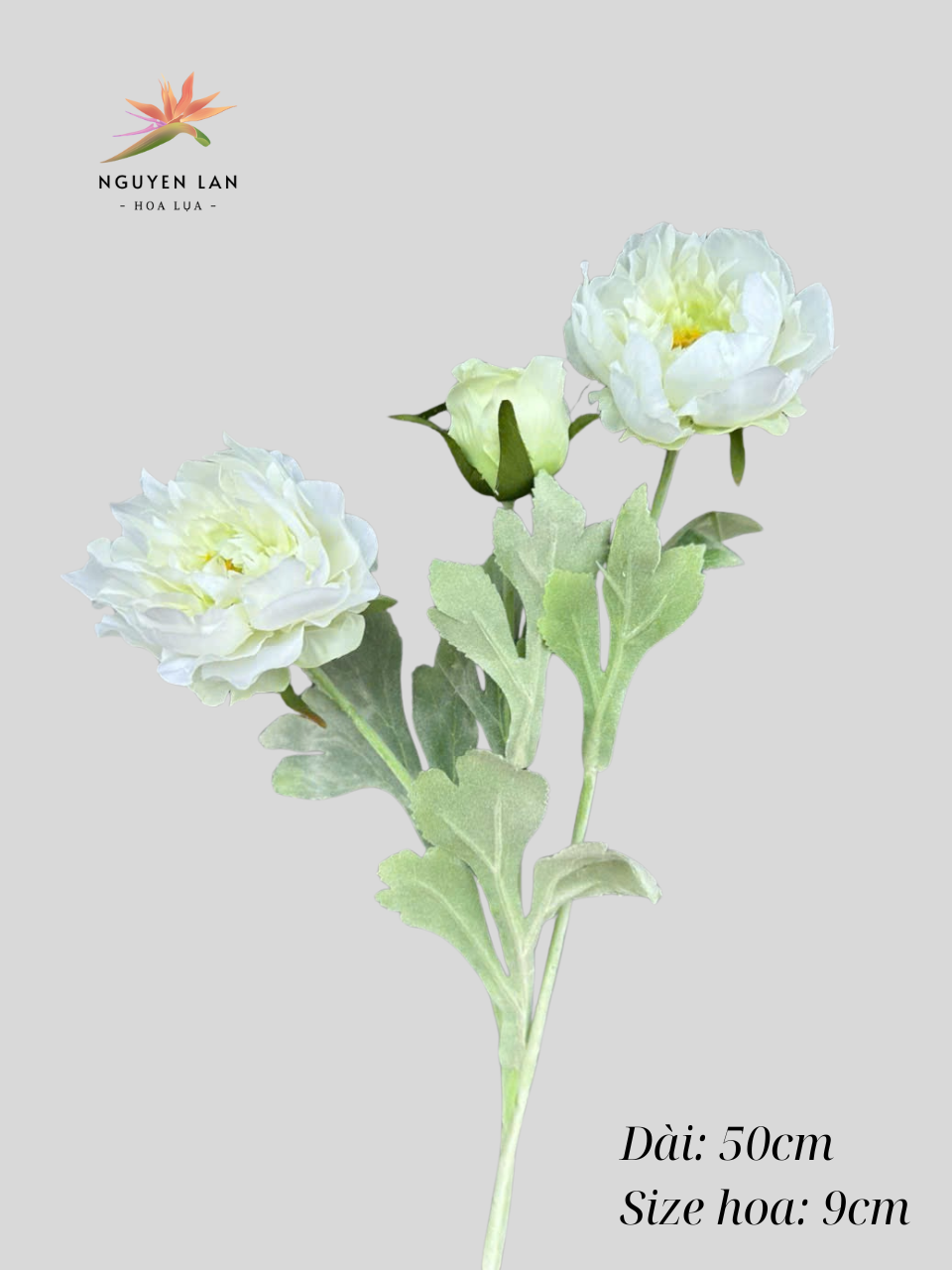 Mẫu đơn nhung
