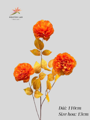 Mẫu đơn VIP