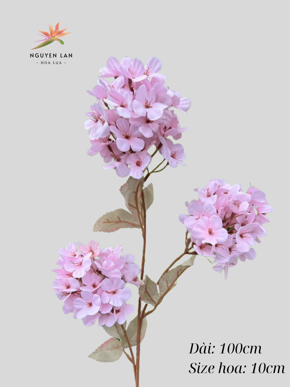 Tiểu tú cầu - Ảnh 4