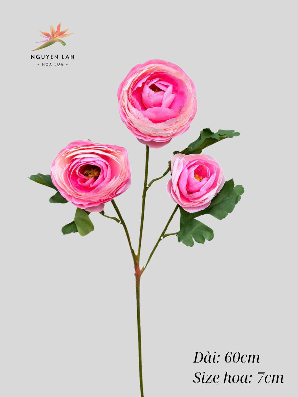 Trà Mao Lương - Ảnh 6