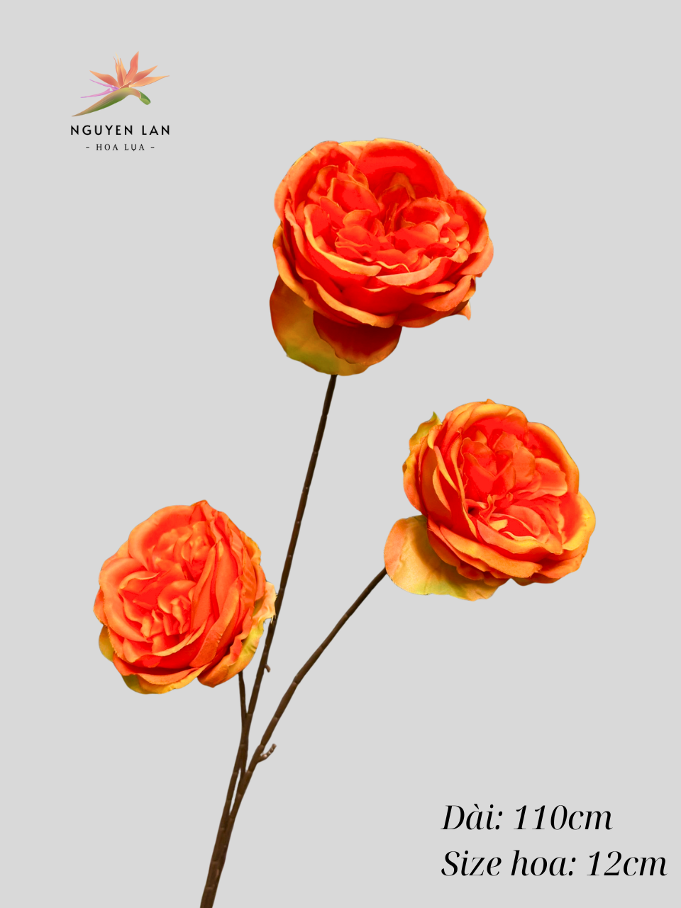 Trà Ohara - Ảnh 9