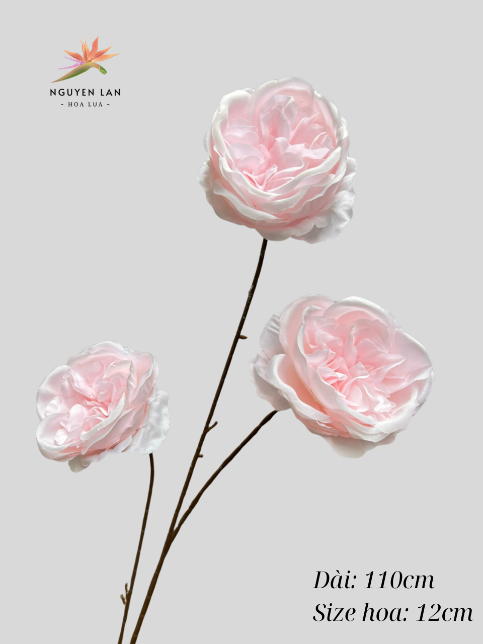 Trà Ohara - Ảnh 13