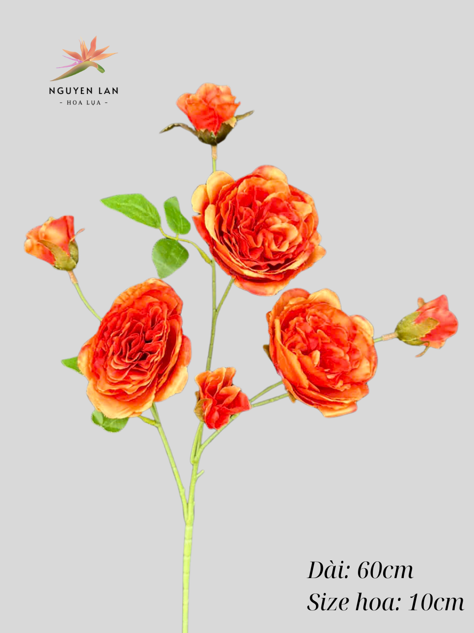 Trà Ohara - Ảnh 2