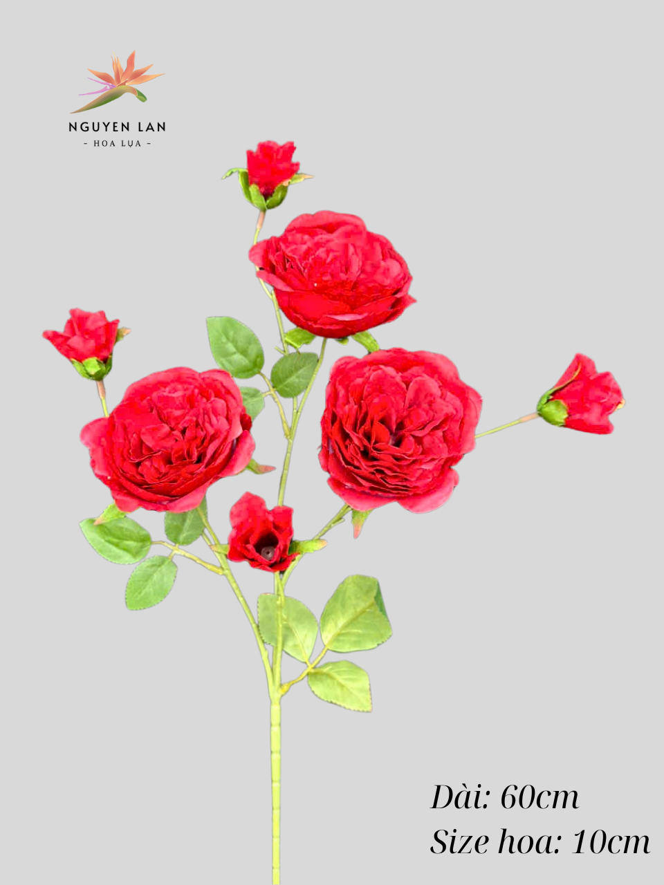 Trà Ohara - Ảnh 3