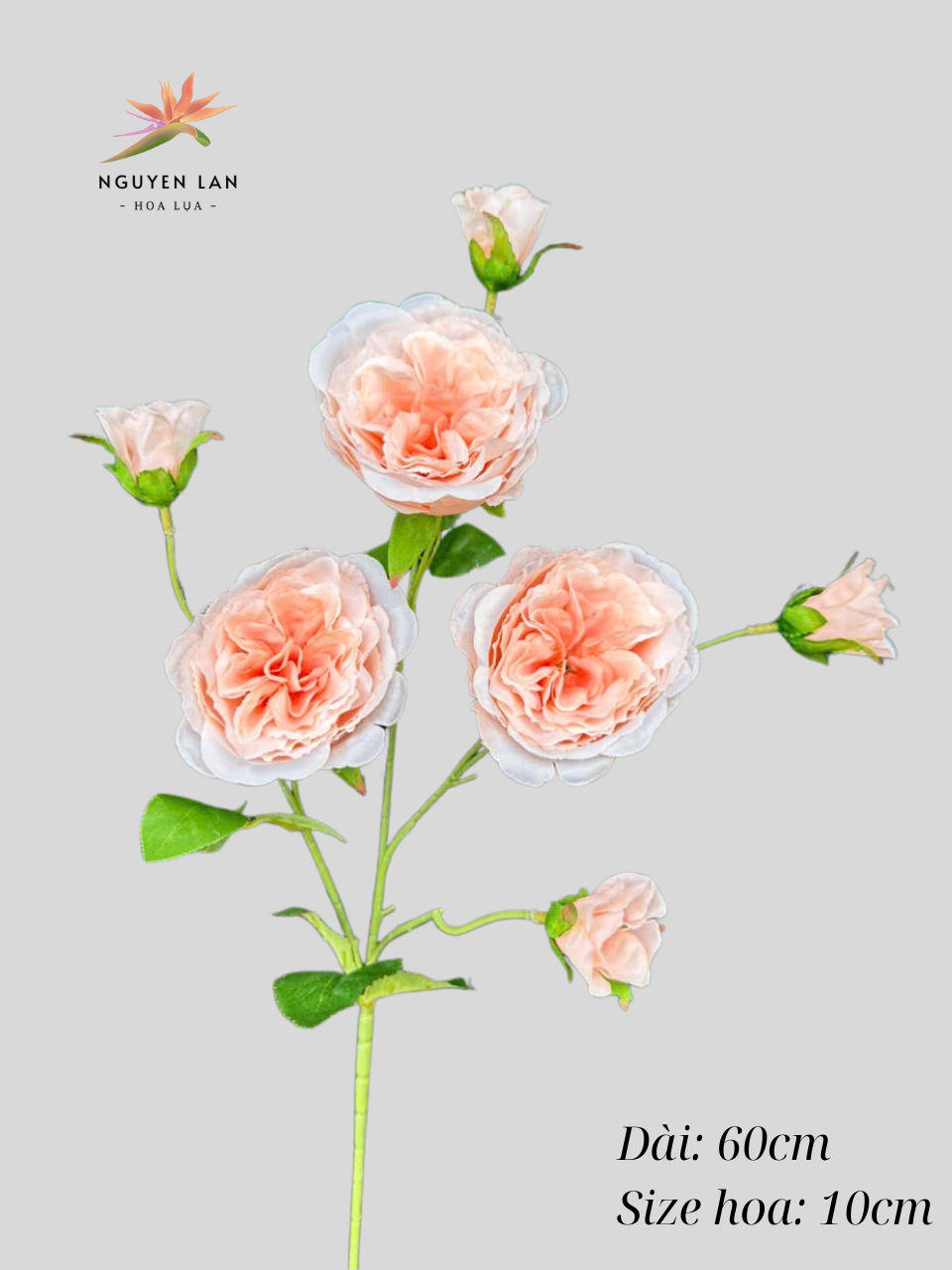 Trà Ohara - Ảnh 4