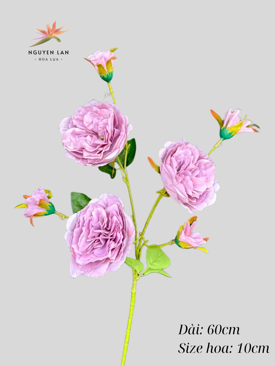 Trà Ohara - Ảnh 5