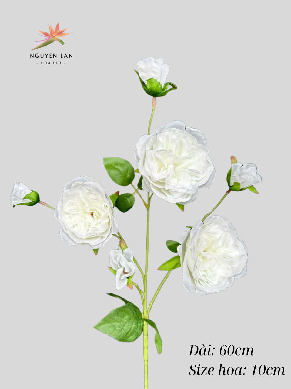 Trà Ohara - Ảnh 6
