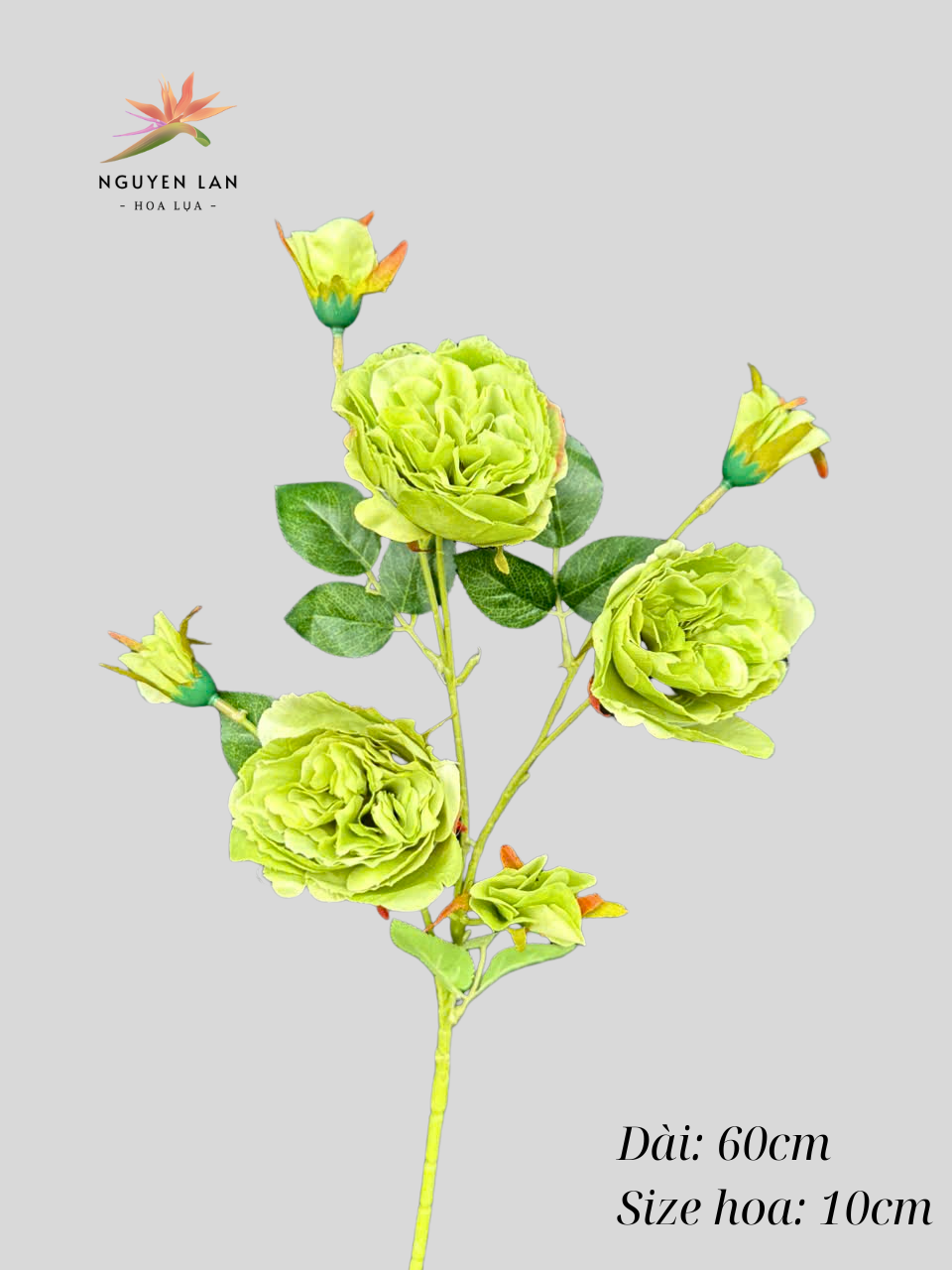 Trà Ohara - Ảnh 7