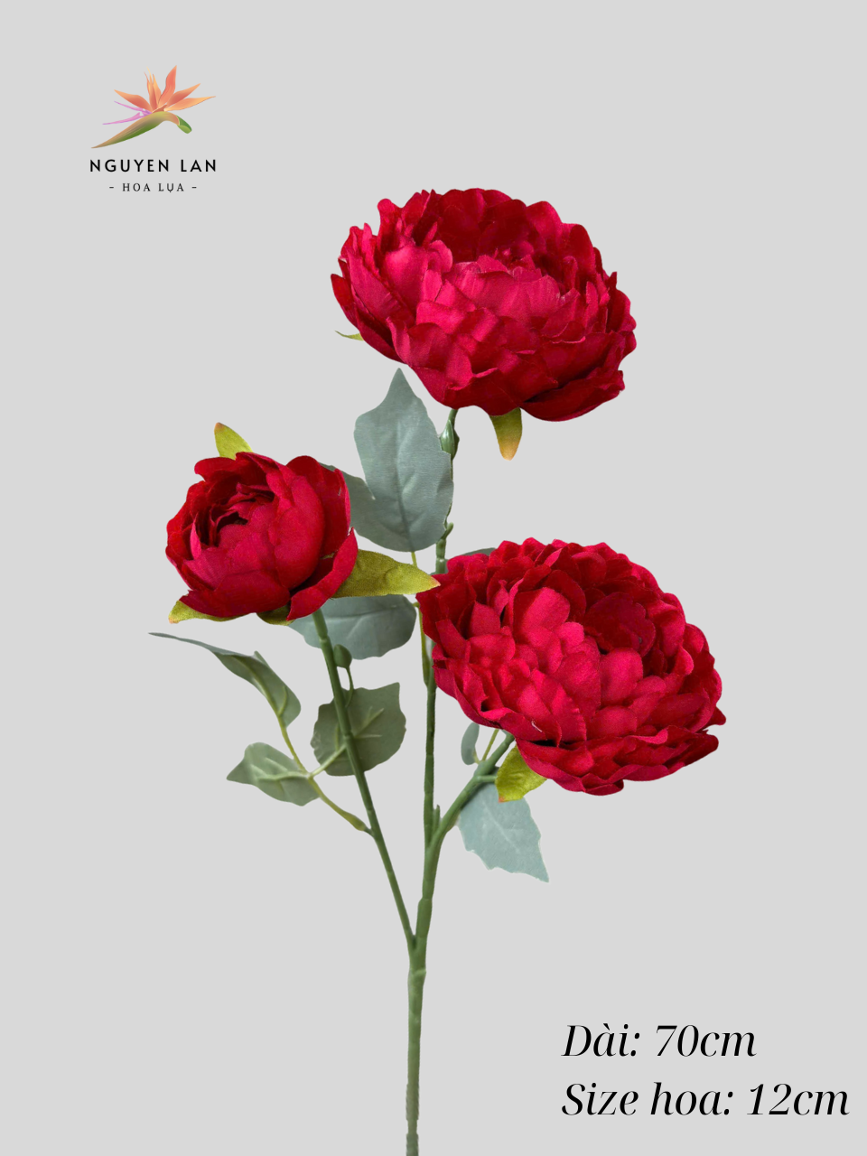Trà Thái - Ảnh 2