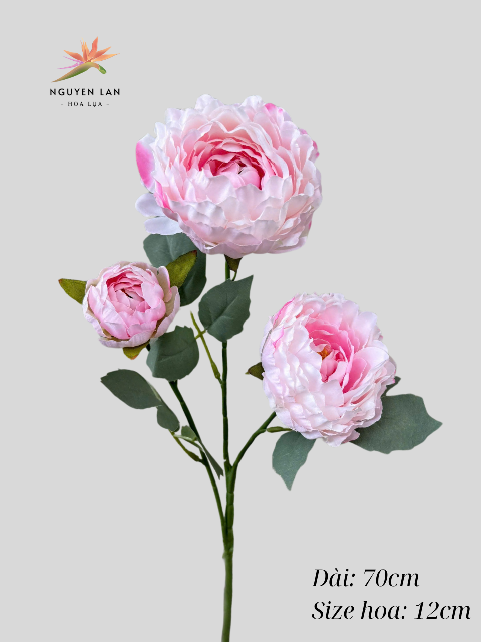 Trà Thái - Ảnh 4