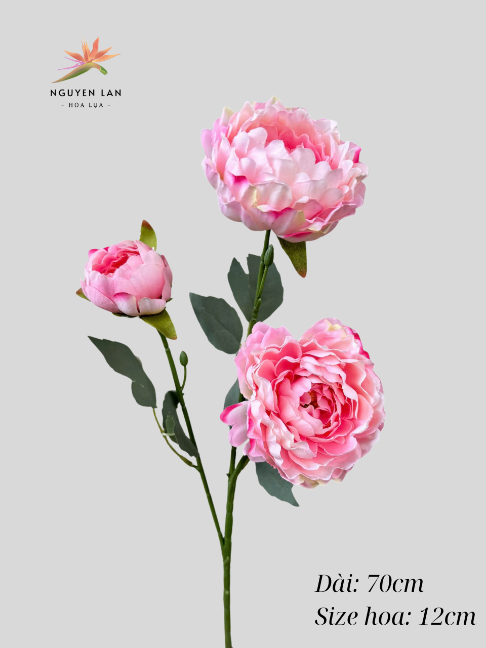 Trà Thái - Ảnh 3