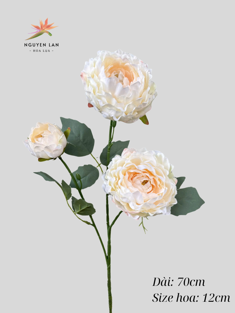 Trà Thái - Ảnh 5