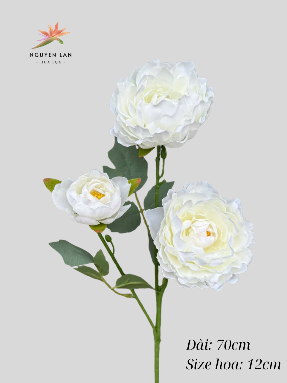 Trà Thái - Ảnh 6