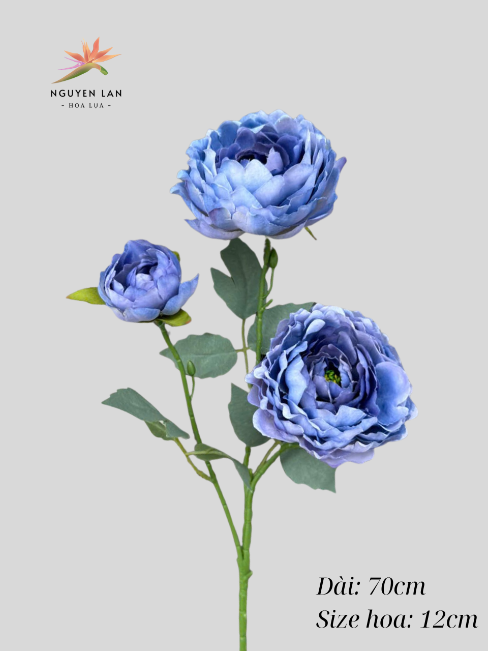 Trà Thái - Ảnh 8