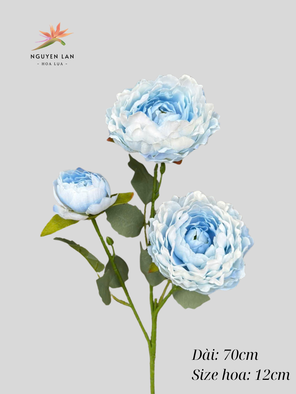 Trà Thái - Ảnh 9