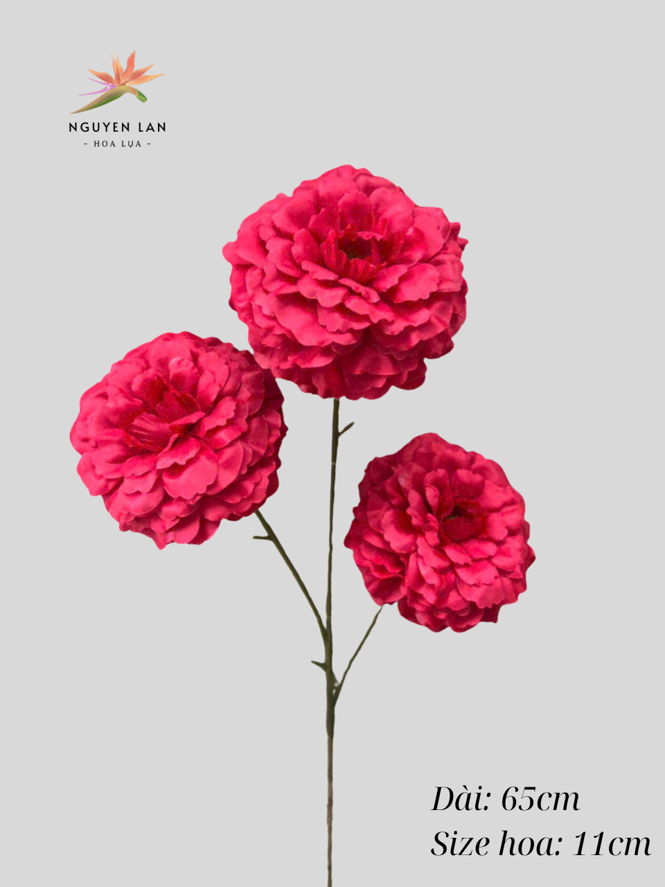 Trà Xoăn - Ảnh 3