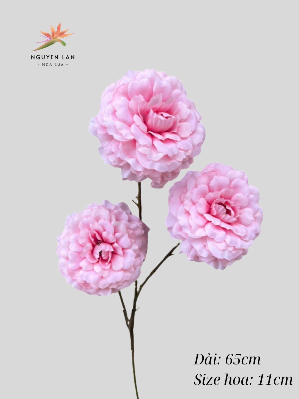 Trà Xoăn - Ảnh 4