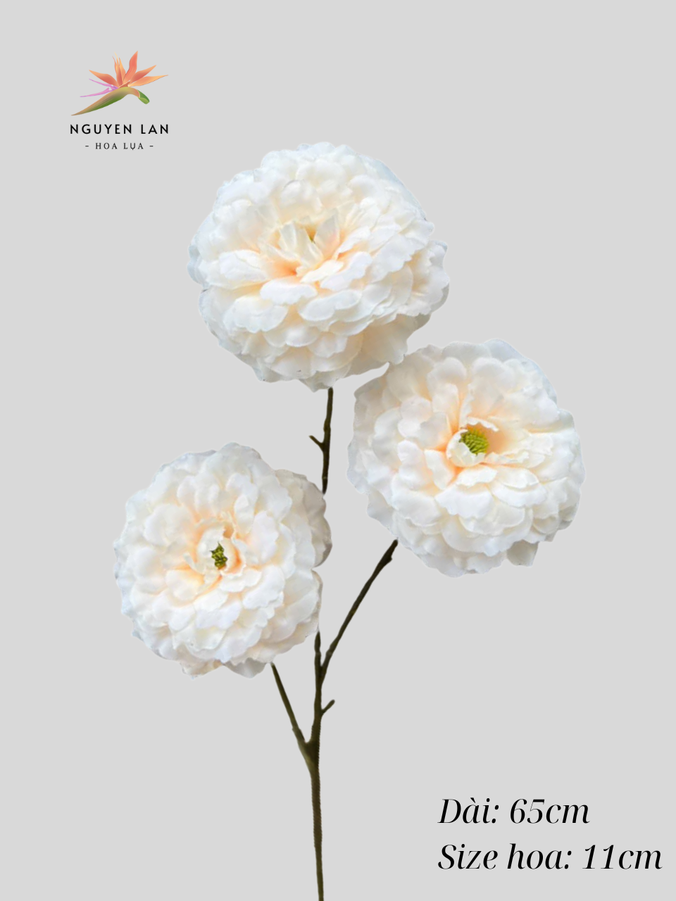 Trà Xoăn - Ảnh 6