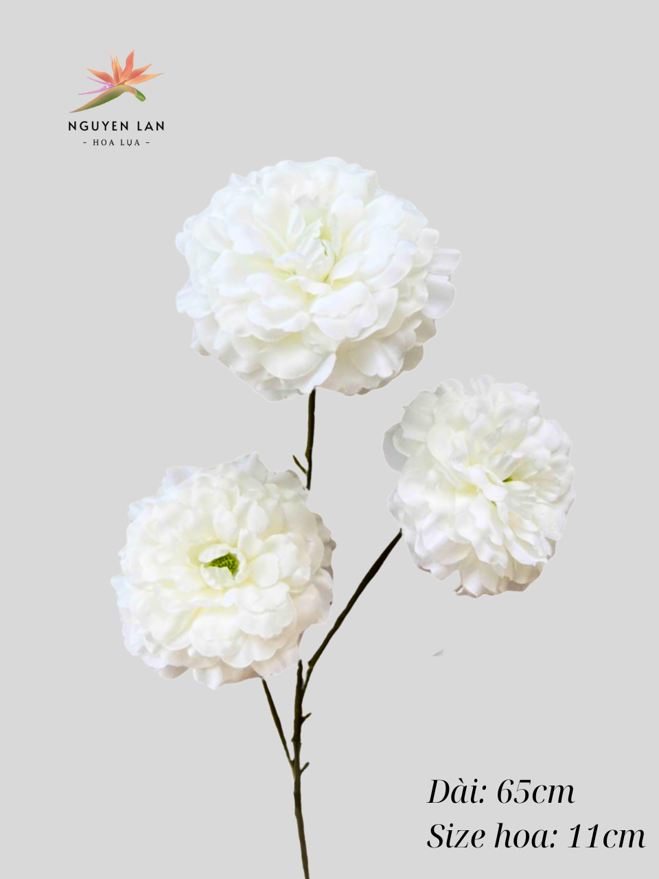 Trà Xoăn - Ảnh 7