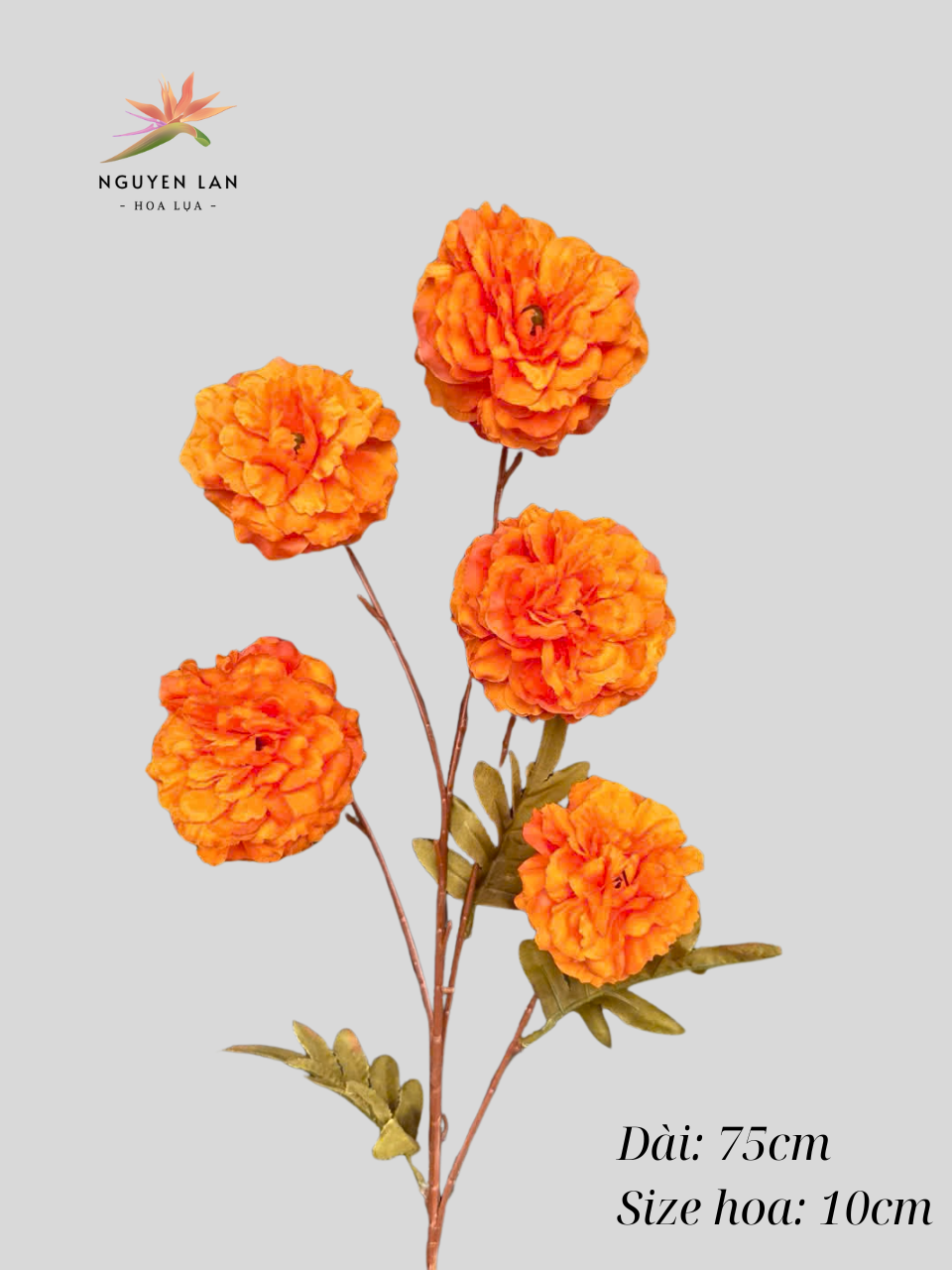 Trà Xoăn - Ảnh 2