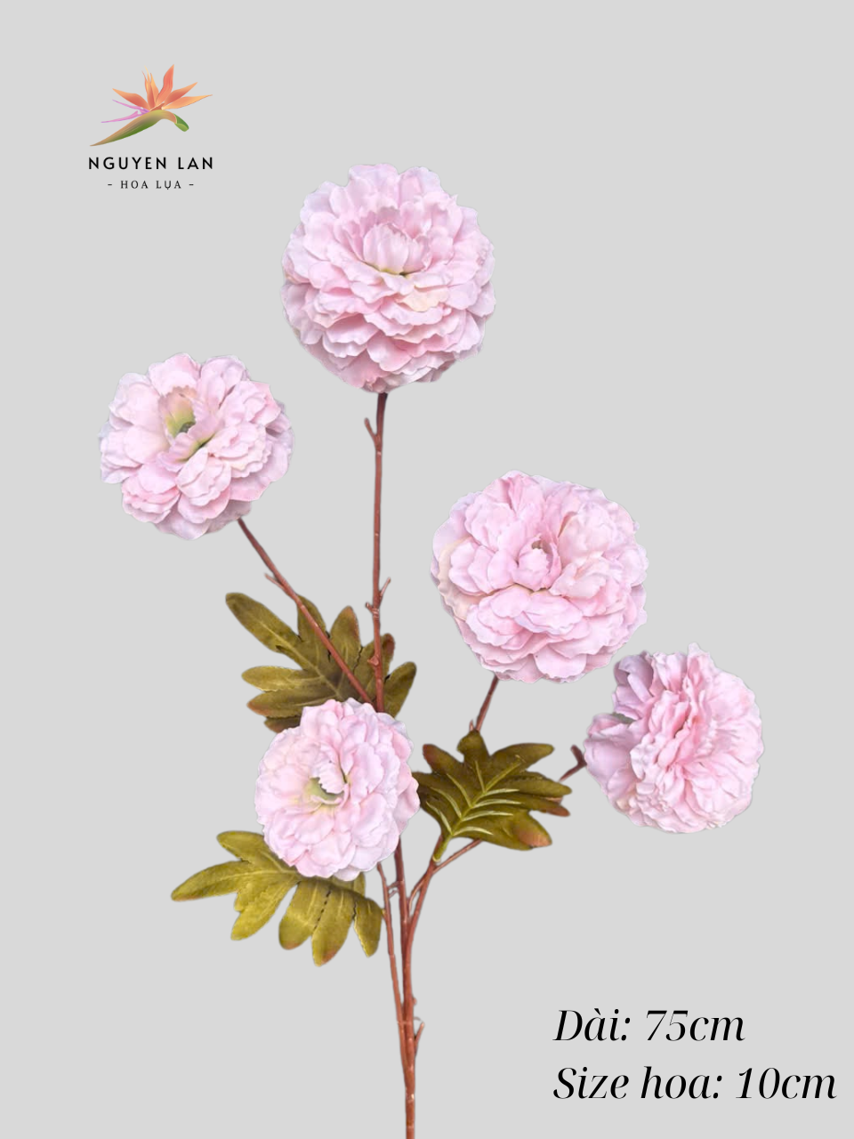Trà Xoăn - Ảnh 9