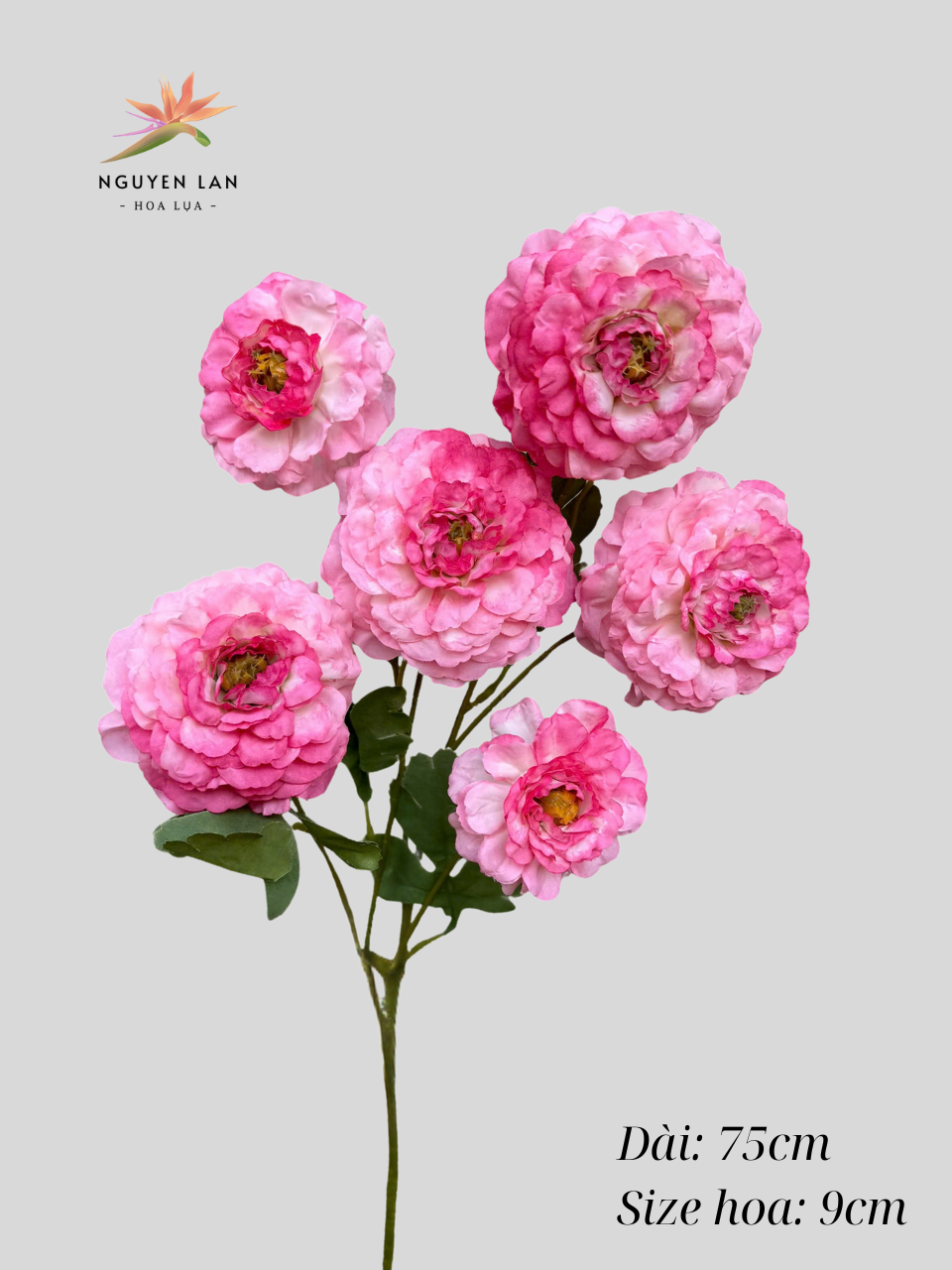Trà Xoăn - Ảnh 16