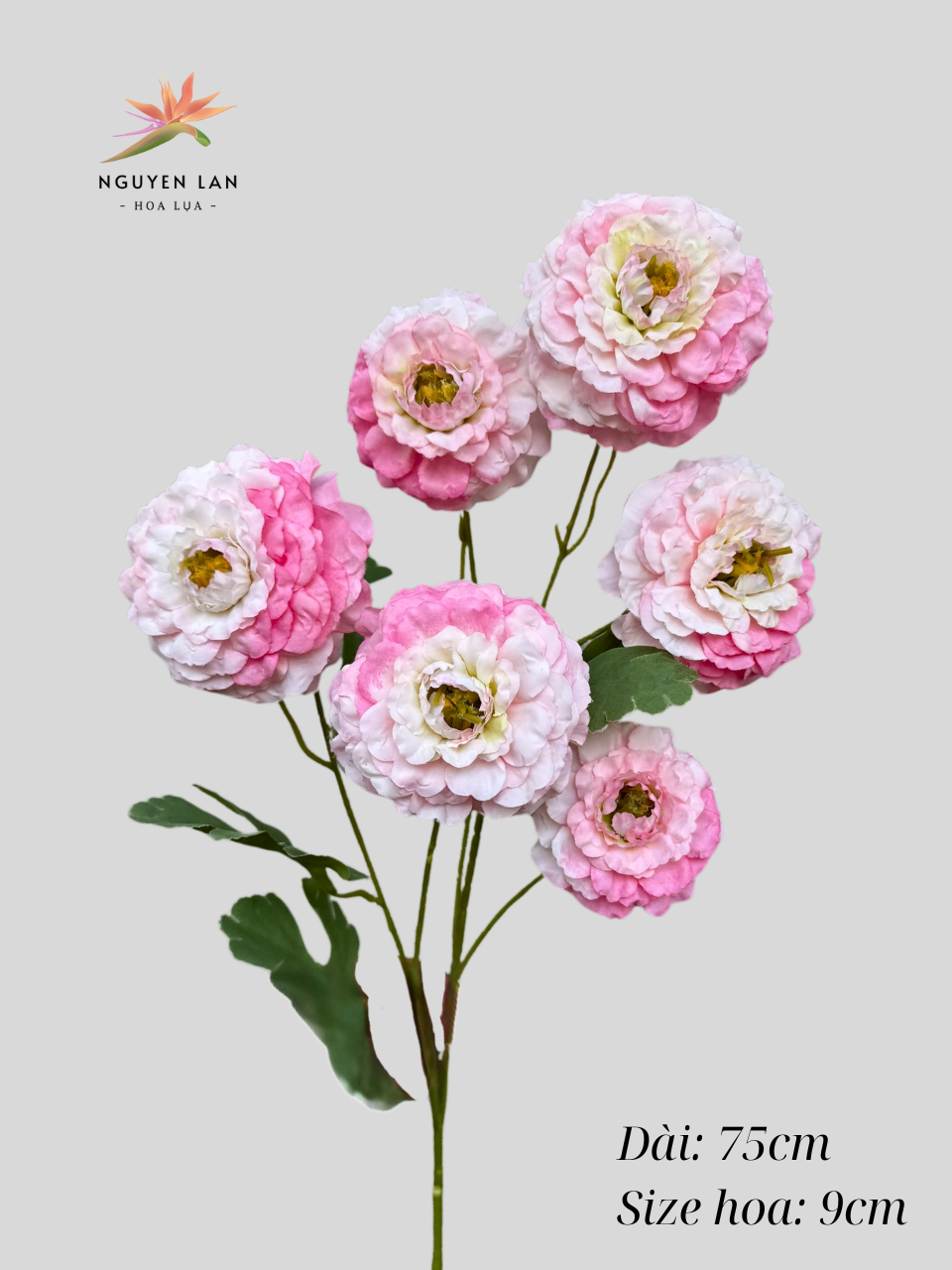 Trà Xoăn - Ảnh 18