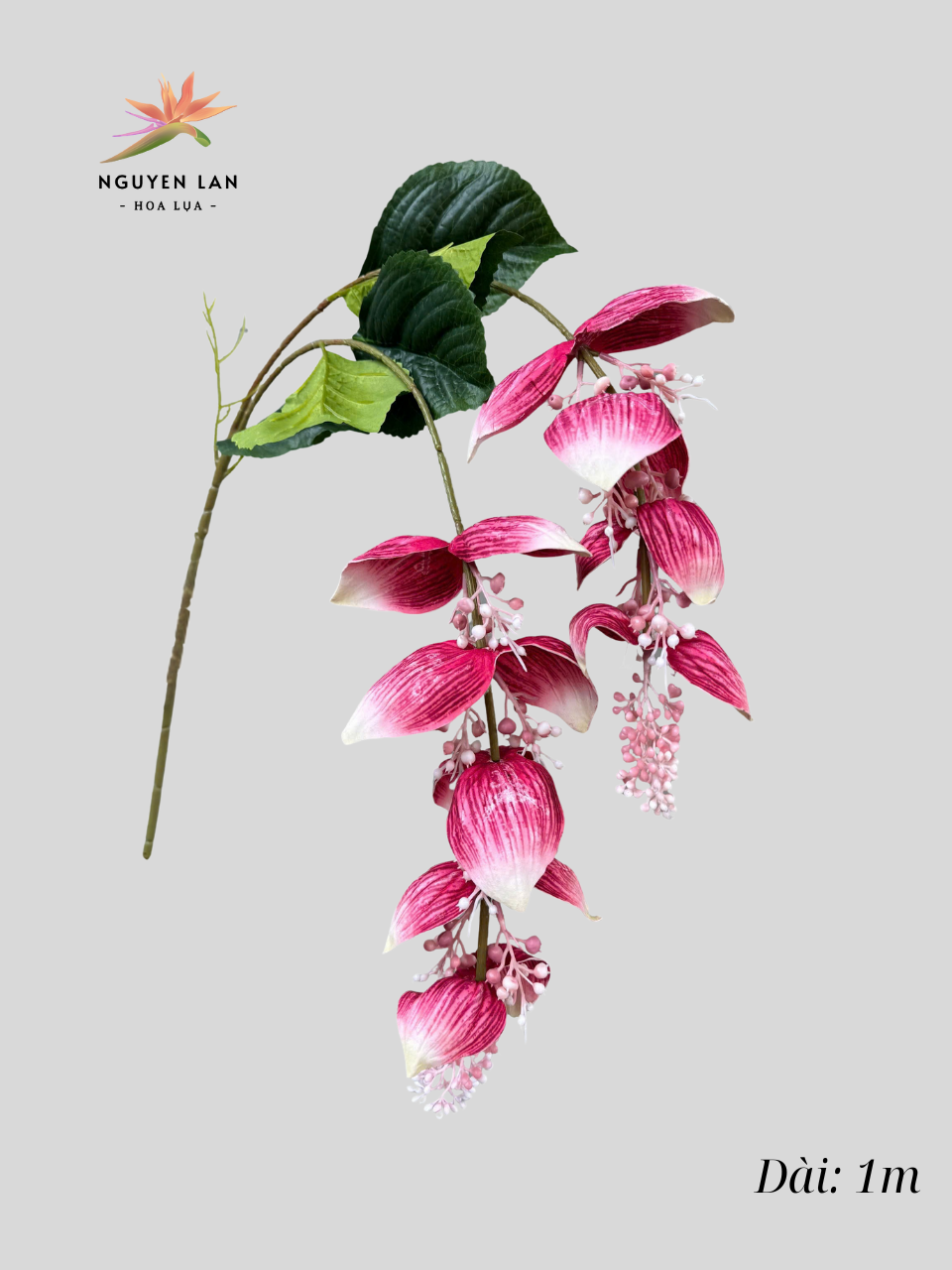 Rủ Đèn Sen - Ảnh 2
