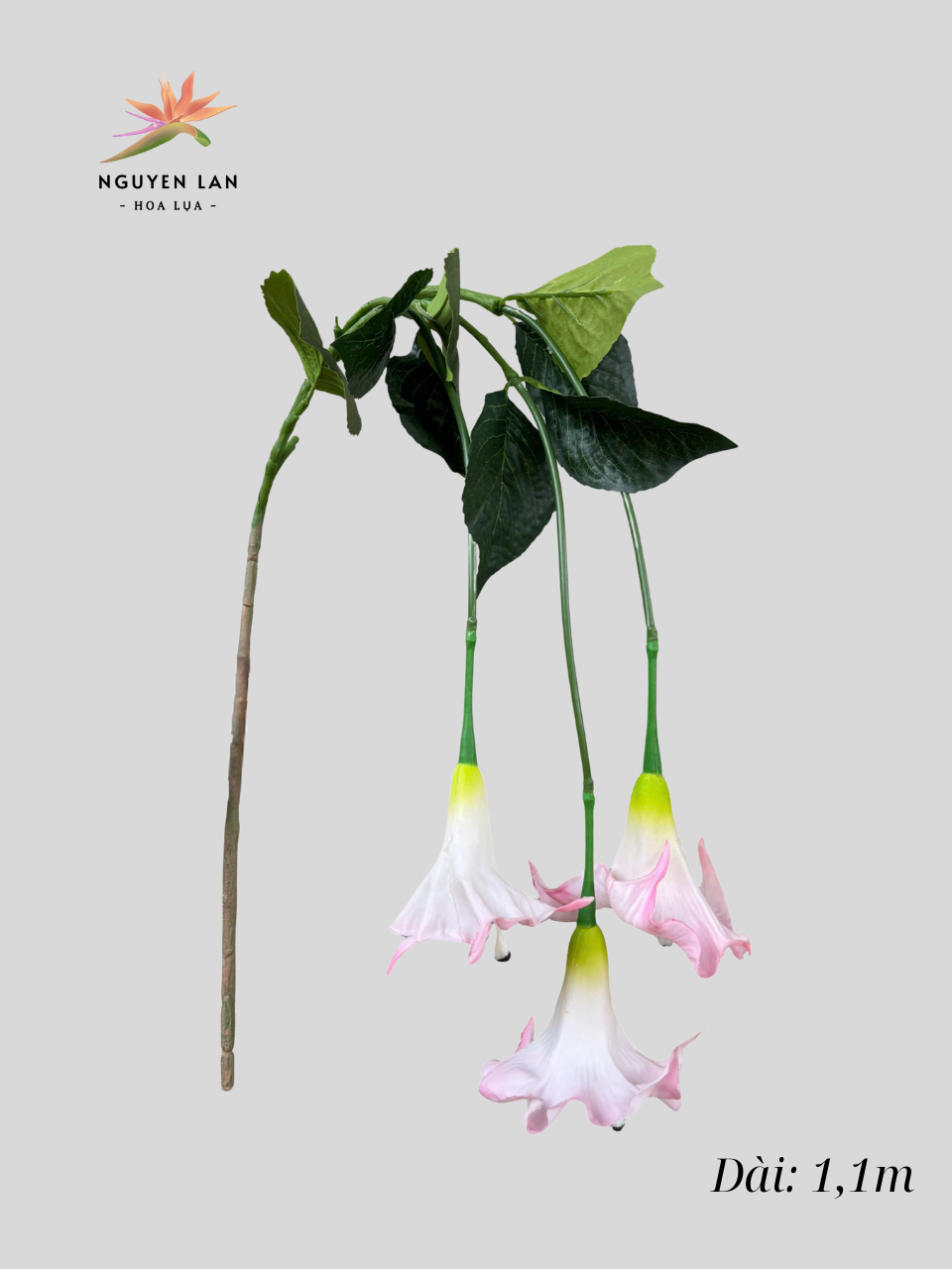 Rủ Loa Kèn - Ảnh 3