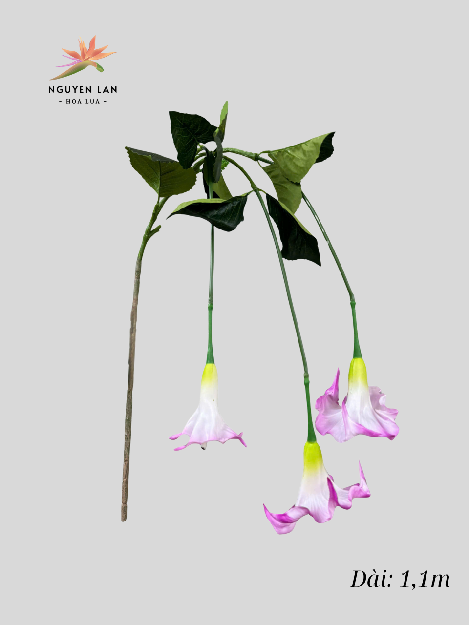 Rủ Loa Kèn - Ảnh 4