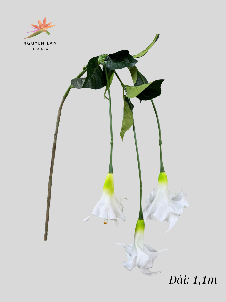 Rủ Loa Kèn - Ảnh 6
