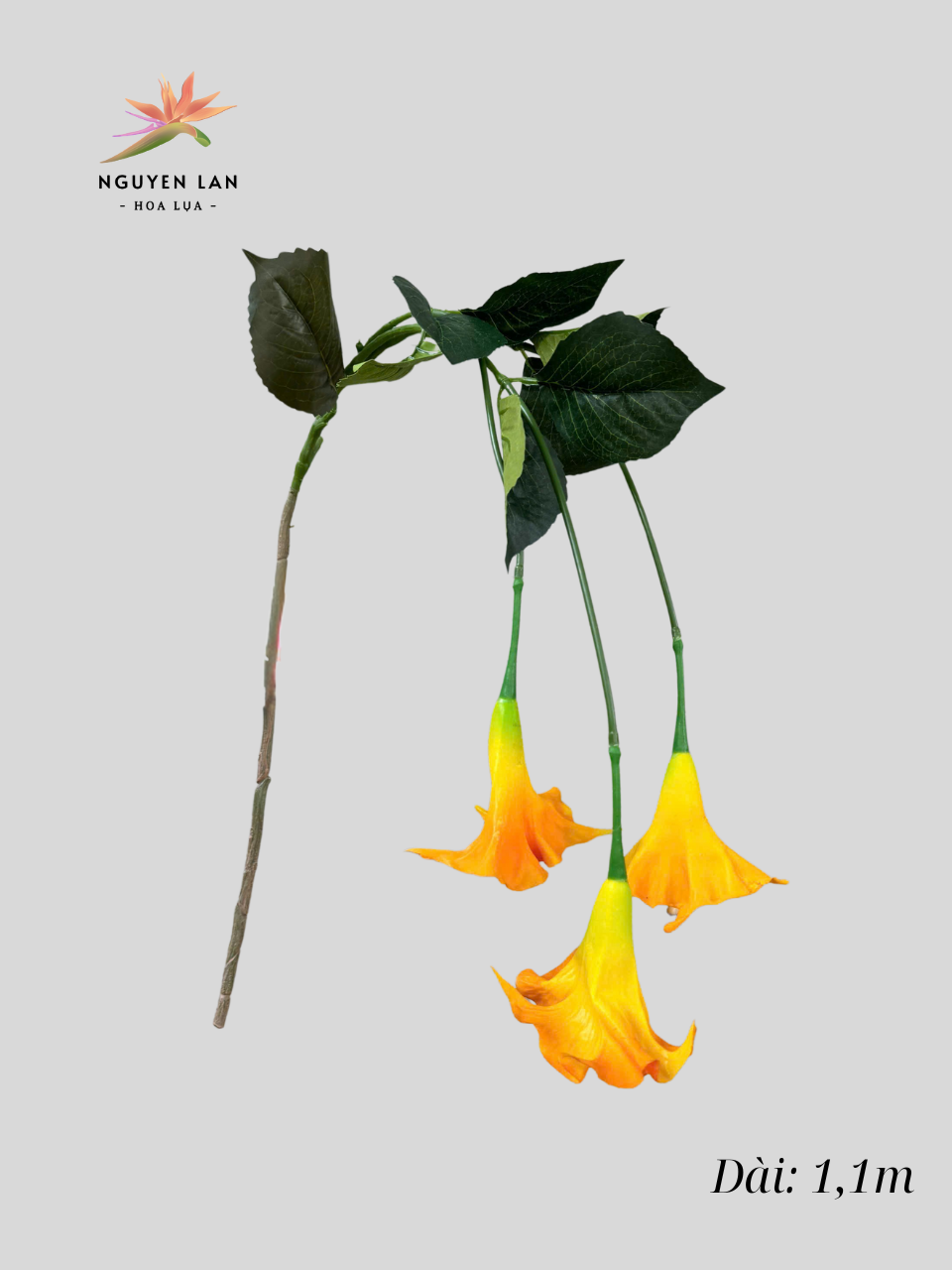 Rủ Loa Kèn - Ảnh 8