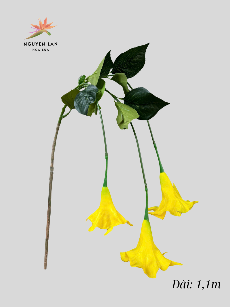 Rủ Loa Kèn - Ảnh 7