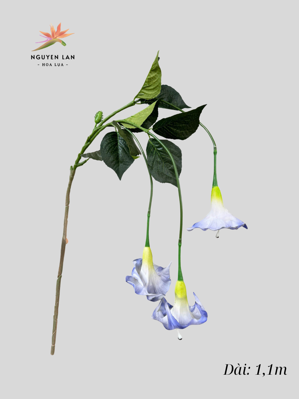 Rủ Loa Kèn - Ảnh 9
