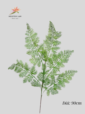 Dương Xỉ