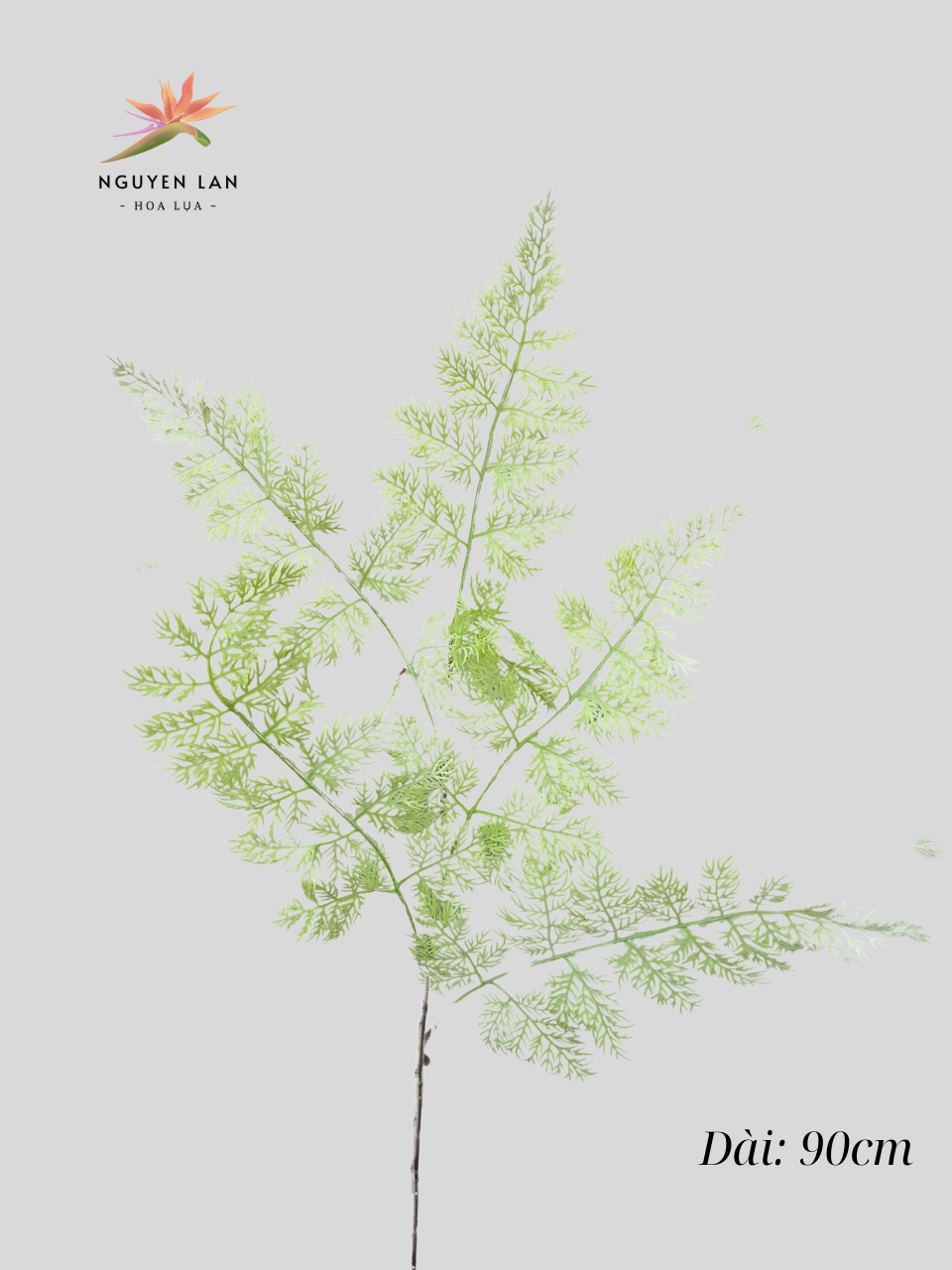 Dương Xỉ - Ảnh 4