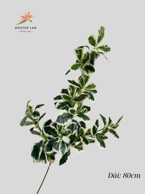 Hoa Sữa